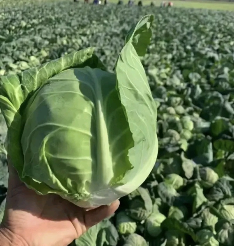 湖北甘蓝圆包菜京丰一号牛心包菜货源稳定整车代发诚