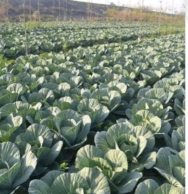 湖北甘蓝圆包菜京丰一号牛心包菜货源稳定整车代发诚