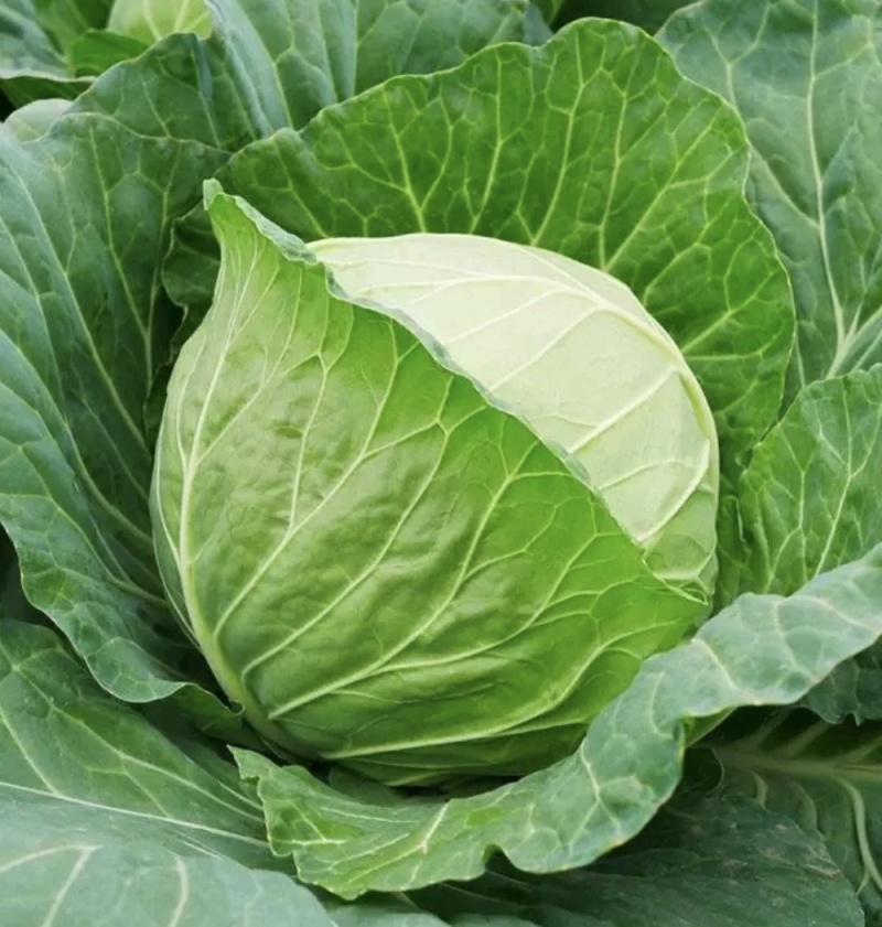 湖北甘蓝圆包菜京丰一号牛心包菜货源稳定整车代发诚