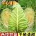 湖北甘蓝圆包菜京丰一号牛心包菜货源稳定整车代发诚