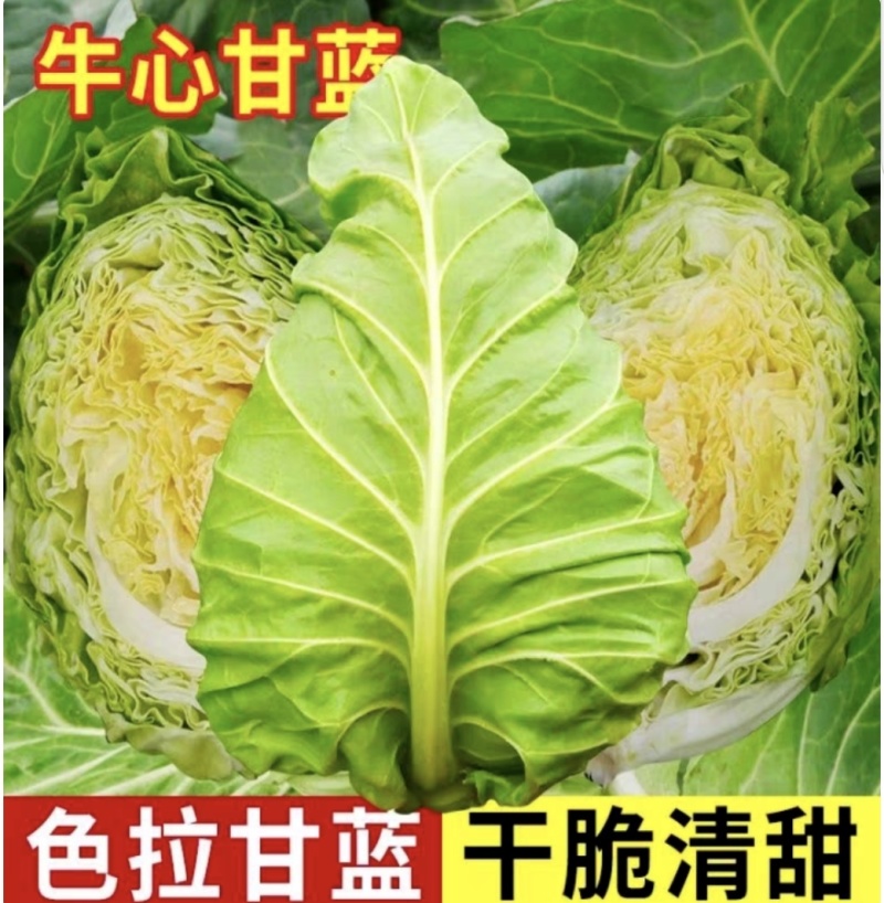 湖北甘蓝圆包菜京丰一号牛心包菜货源稳定整车代发诚