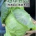 湖北甘蓝圆包菜京丰一号牛心包菜货源稳定整车代发诚
