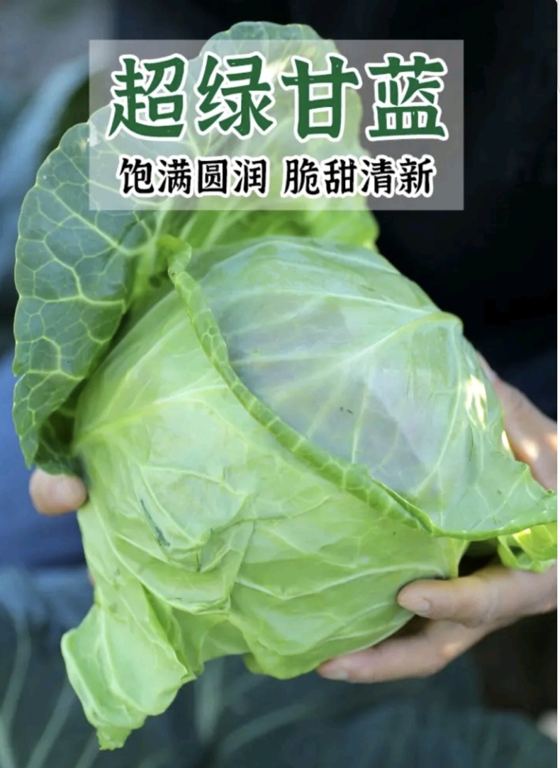 湖北甘蓝圆包菜京丰一号牛心包菜货源稳定整车代发诚