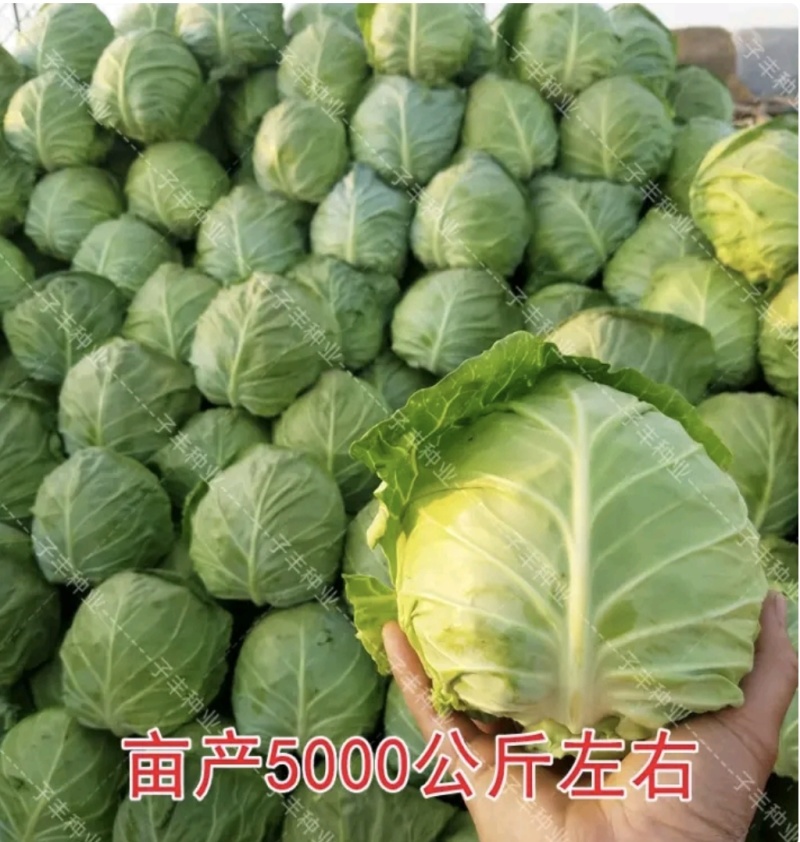 湖北甘蓝圆包菜京丰一号牛心包菜货源稳定整车代发诚