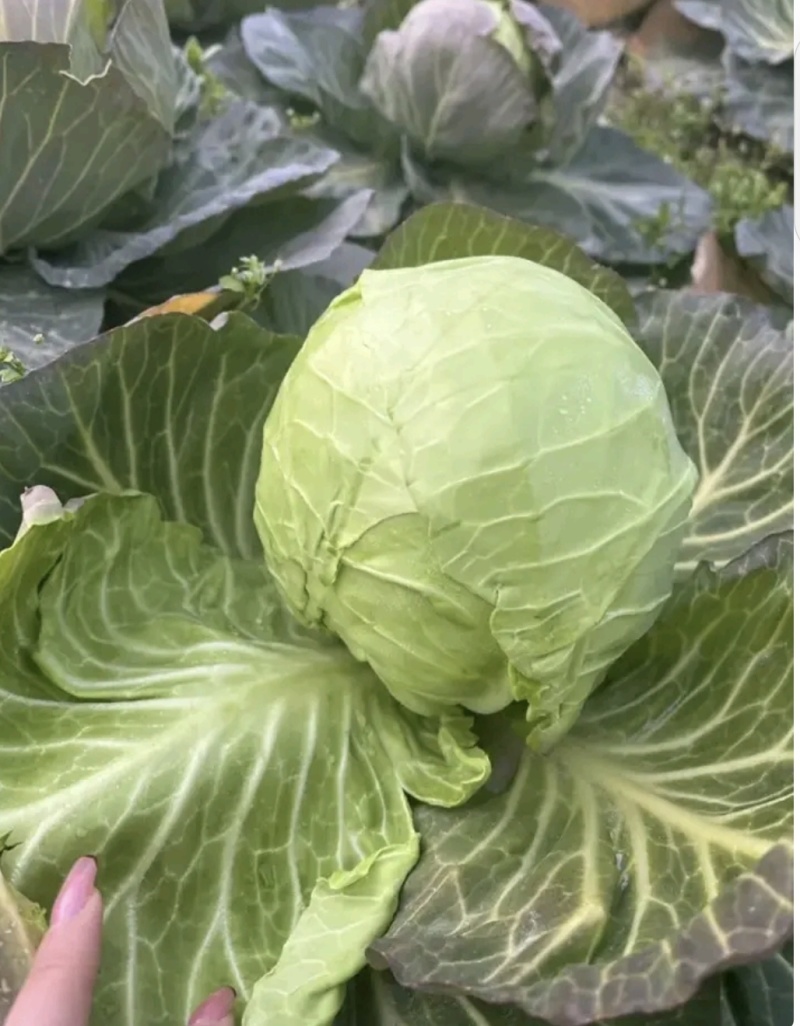 湖北甘蓝圆包菜京丰一号牛心包菜货源稳定整车代发诚