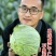 湖北甘蓝圆包菜京丰一号牛心包菜货源稳定整车代发诚