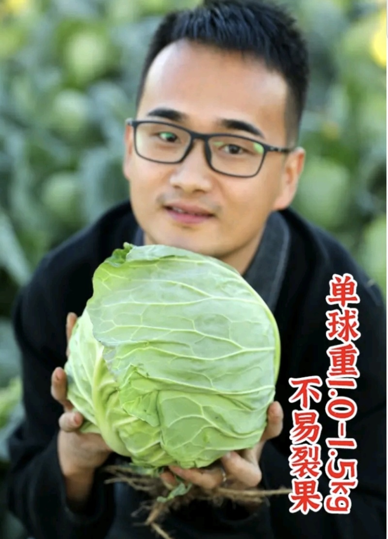 湖北甘蓝圆包菜京丰一号牛心包菜货源稳定整车代发诚