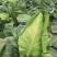 湖北甘蓝圆包菜京丰一号牛心包菜货源稳定整车代发诚