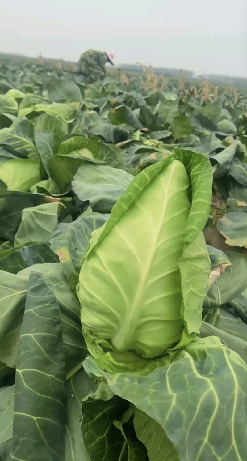 湖北甘蓝圆包菜京丰一号牛心包菜货源稳定整车代发诚