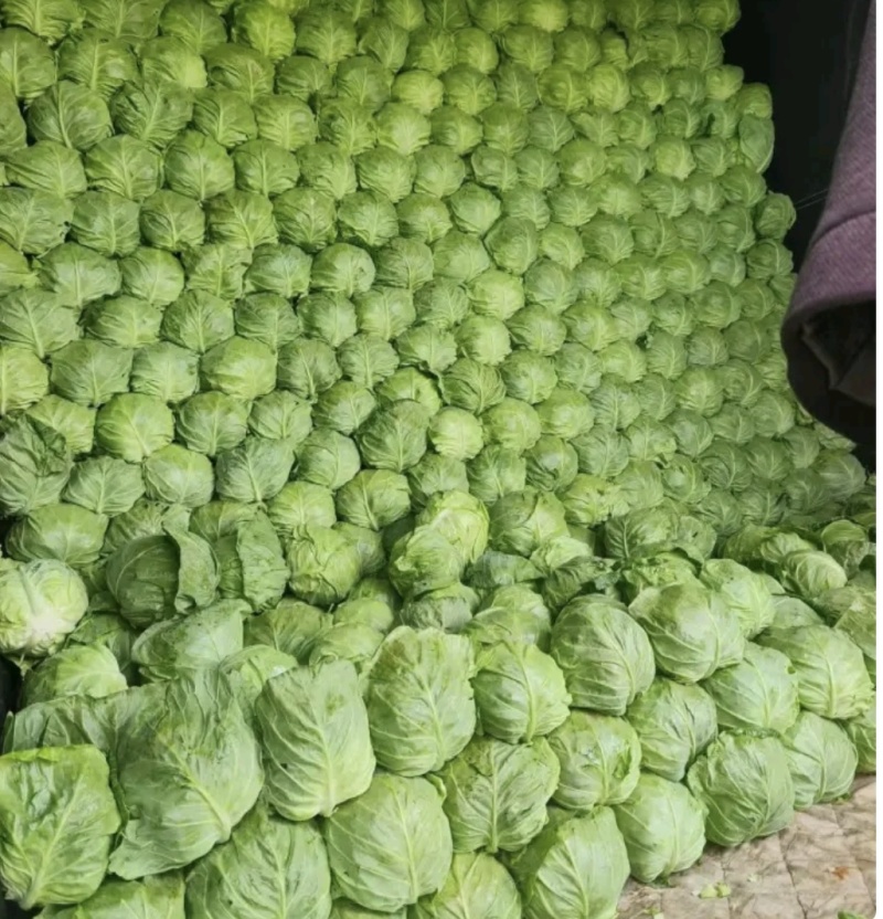 湖北甘蓝圆包菜京丰一号牛心包菜货源稳定整车代发诚
