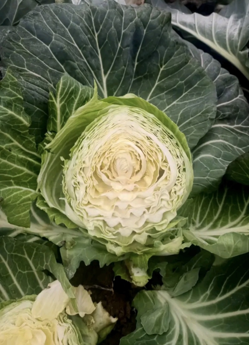 湖北甘蓝圆包菜京丰一号牛心包菜货源稳定整车代发诚