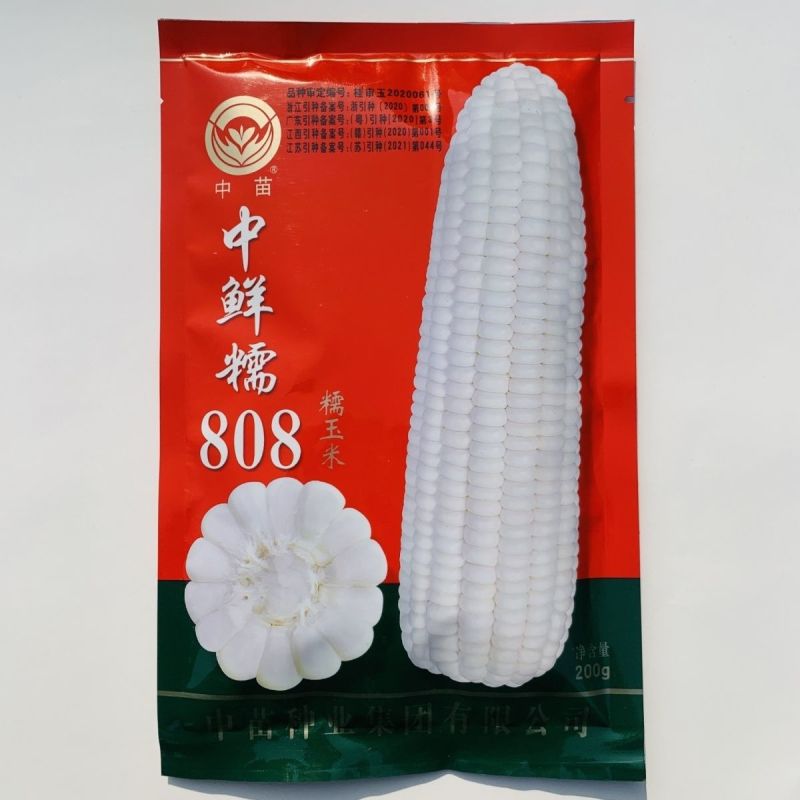 中苗白糯玉米种子中鲜糯808玉米种籽大棒大田高产春秋抗病