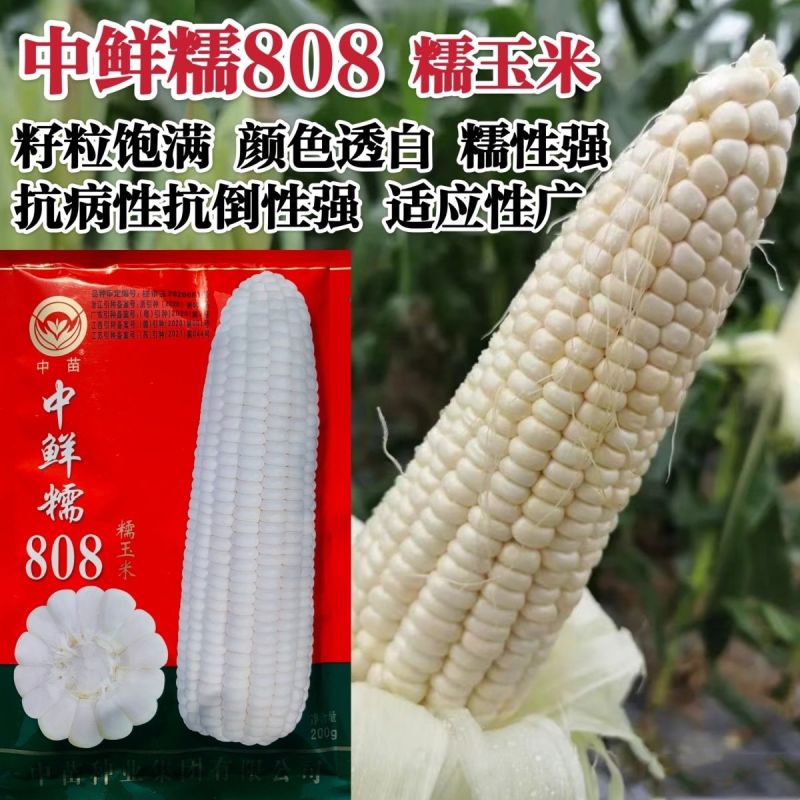 中苗白糯玉米种子中鲜糯808玉米种籽大棒大田高产春秋抗病