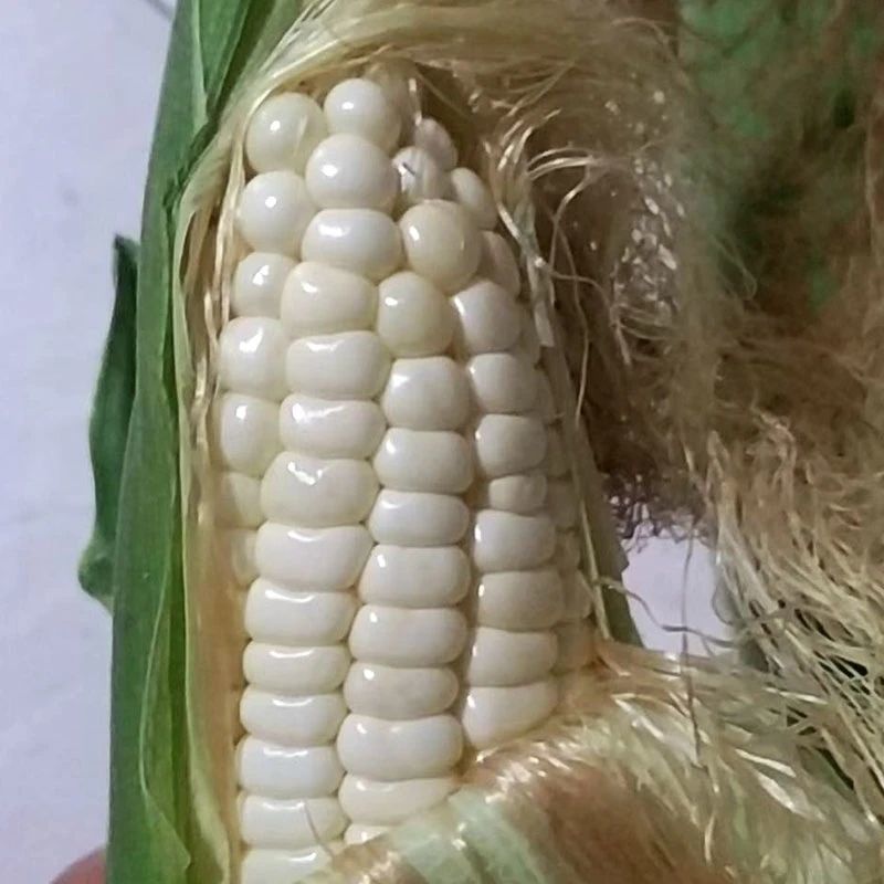 密甜糯1号玉米种子白色鲜食糯玉米种子甜糯北方玉米种籽甜糯