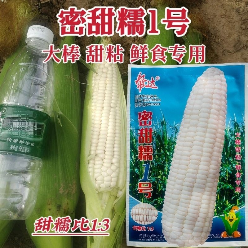 密甜糯1号玉米种子白色鲜食糯玉米种子甜糯北方玉米种籽甜糯