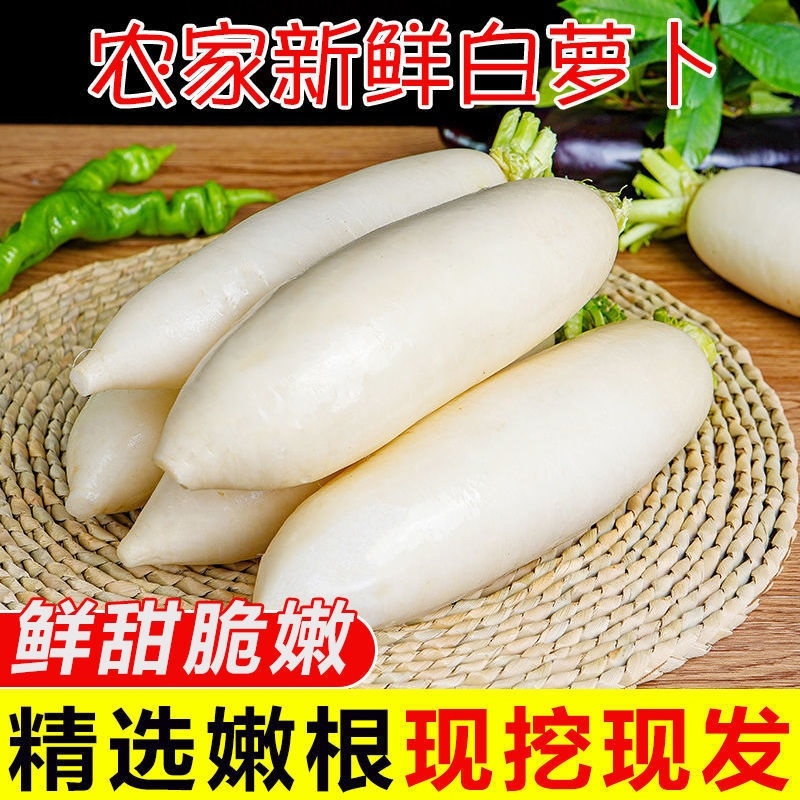白萝卜产地看货论价保质保量欢迎订购支持打款发货