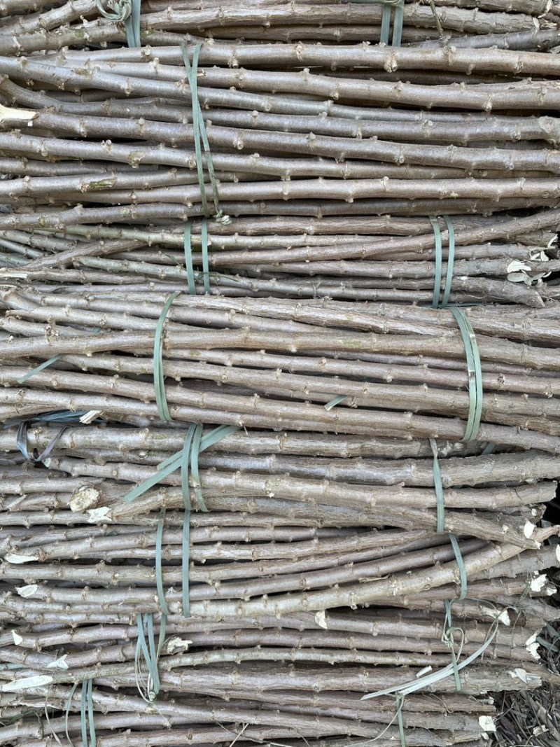 黄肉木薯种，华南9号，耐干旱抗病毒容易种活，茎杆苗。