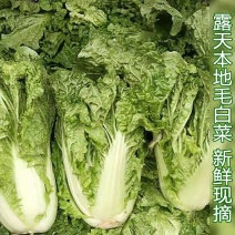 麻叶青白菜产地一手货源支持打款发货，视频看货