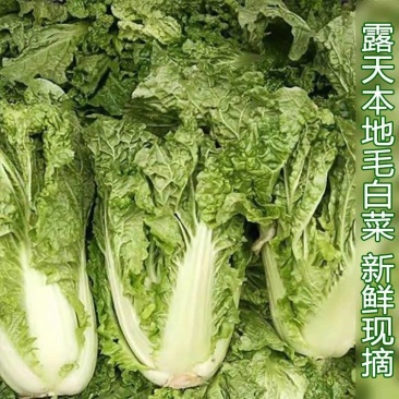 麻叶青白菜产地一手货源支持打款发货，视频看货