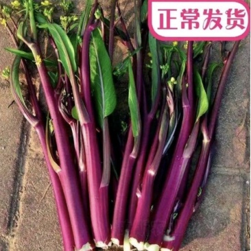 湖北红菜苔白菜苔产地货源充足稳定质量保证代发全国