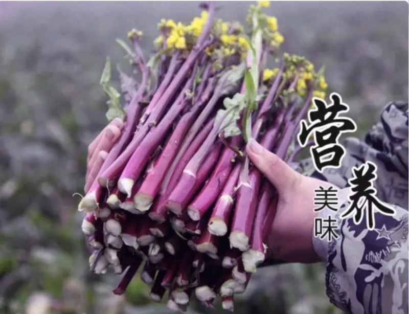 湖北红菜苔白菜苔产地货源充足稳定质量保证代发全国