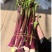 湖北红菜苔白菜苔产地货源充足稳定质量保证代发全国