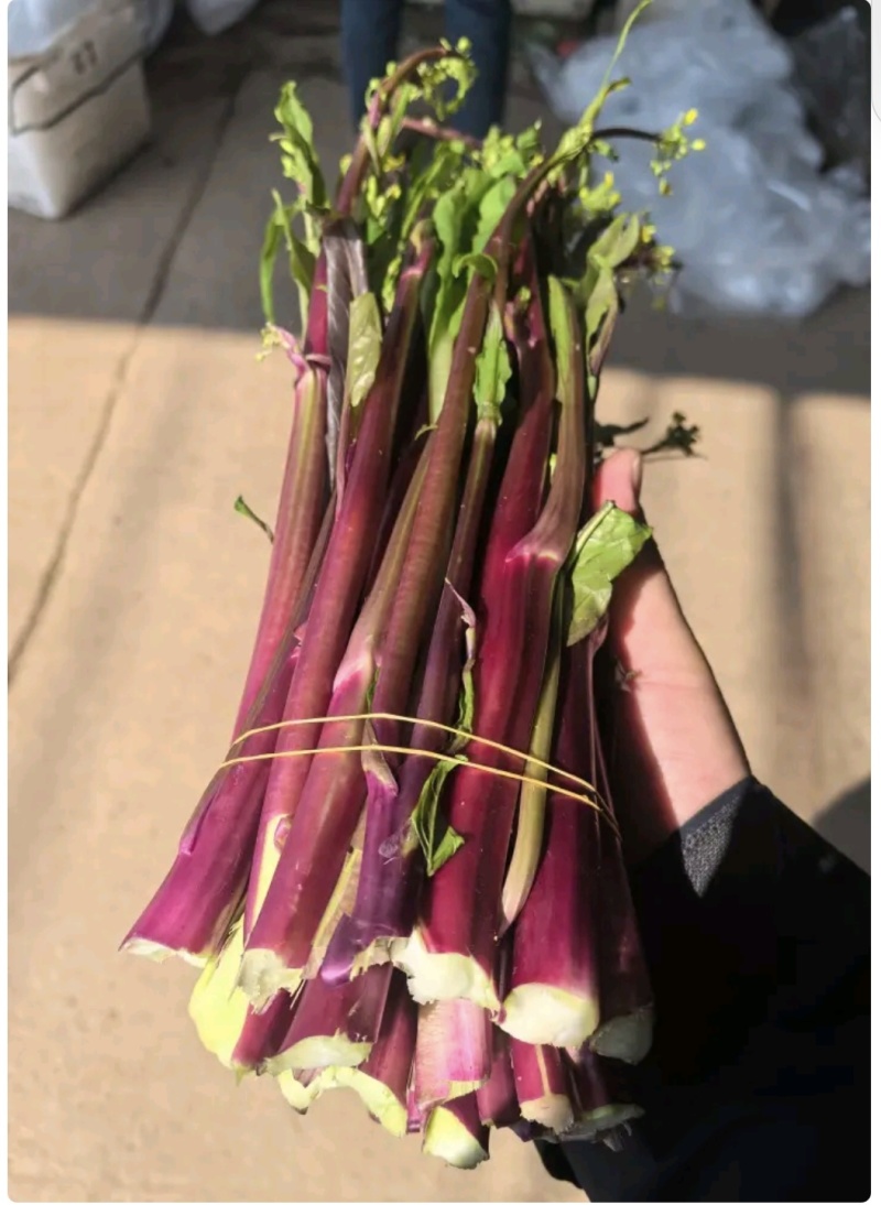 湖北红菜苔白菜苔产地货源充足稳定质量保证代发全国