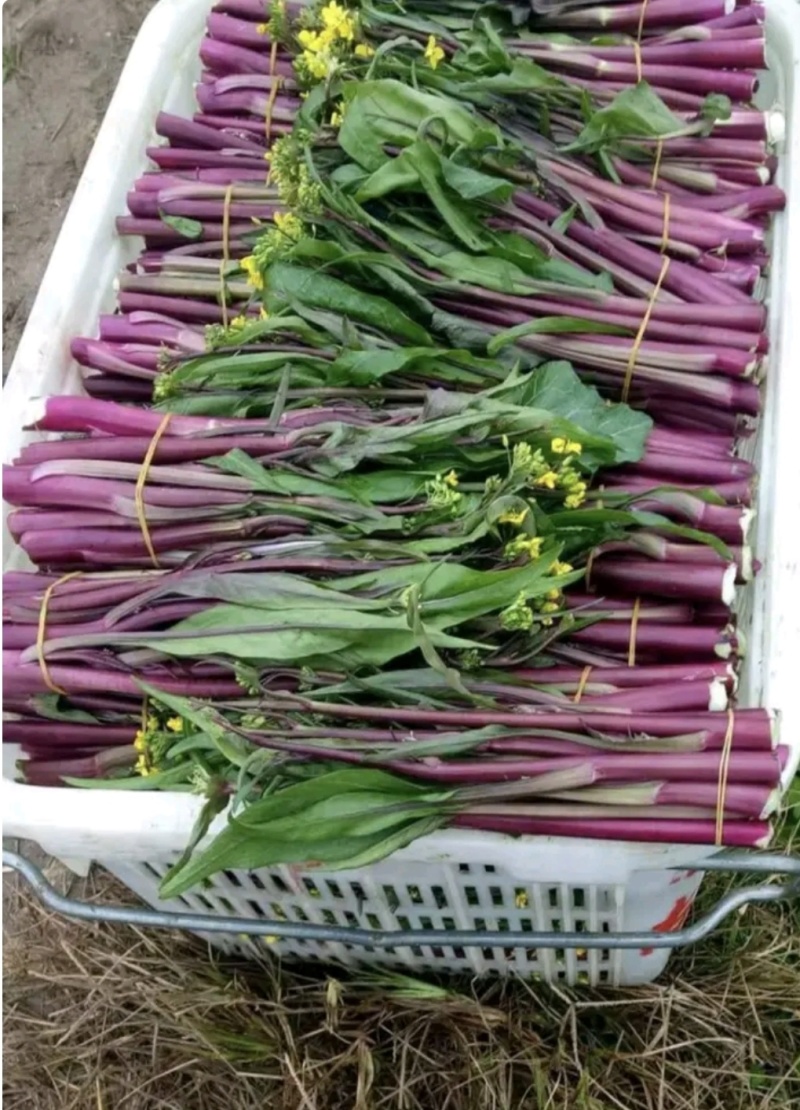 湖北红菜苔白菜苔产地货源充足稳定质量保证代发全国