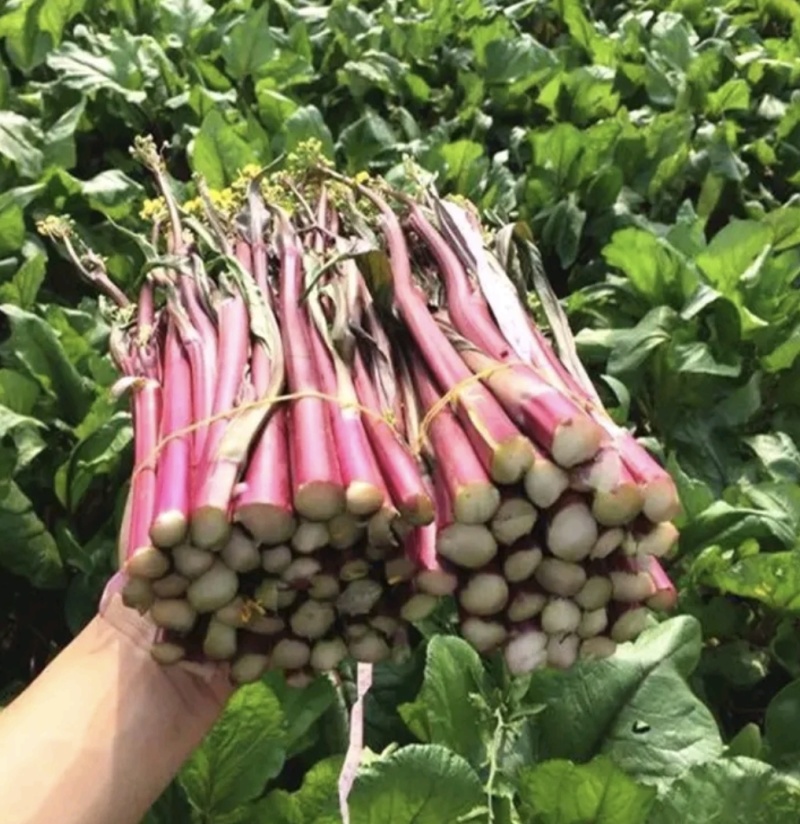 湖北红菜苔白菜苔产地货源充足稳定质量保证代发全国