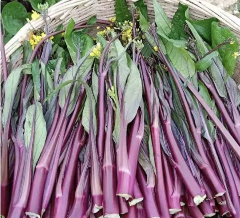 湖北红菜苔白菜苔产地货源充足稳定质量保证代发全国
