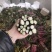 湖北红菜苔白菜苔产地货源充足稳定质量保证代发全国