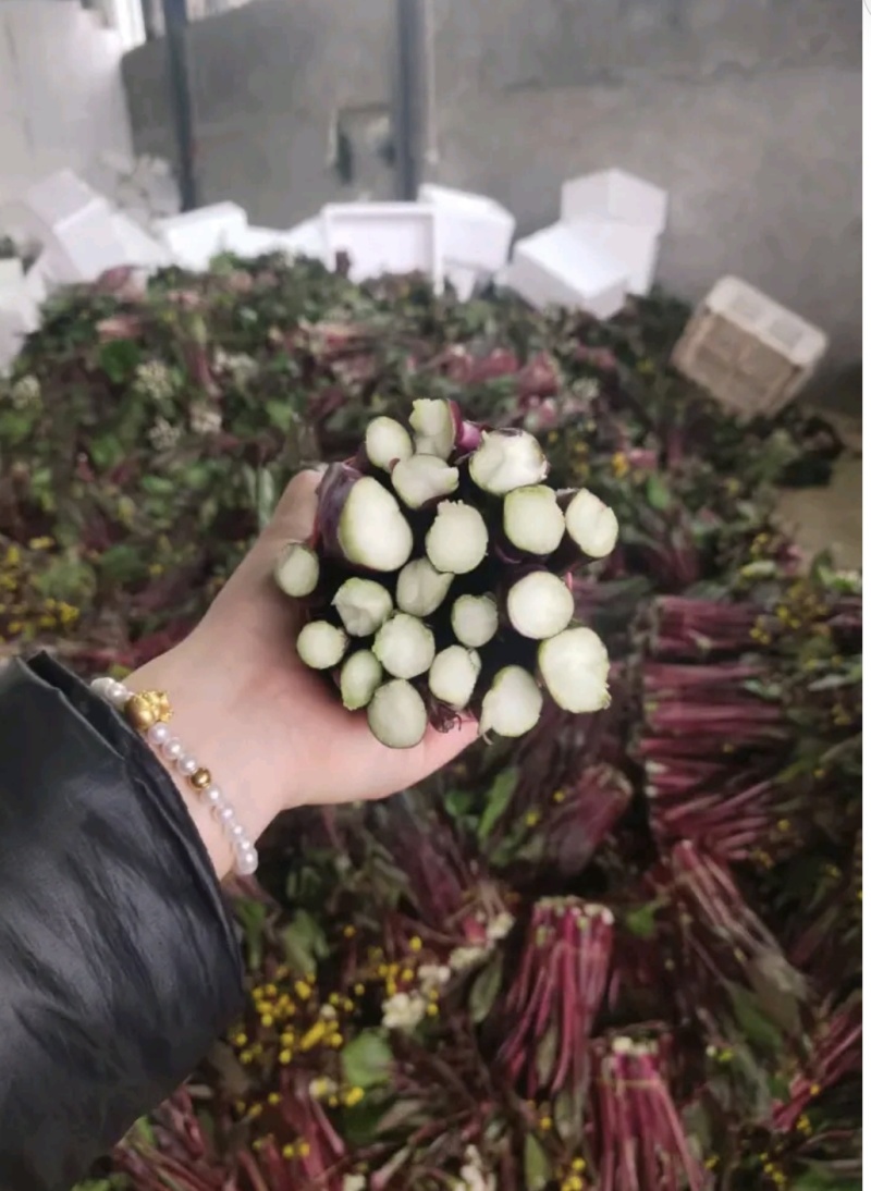 湖北红菜苔白菜苔产地货源充足稳定质量保证代发全国