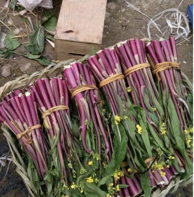 湖北红菜苔白菜苔产地货源充足稳定质量保证代发全国
