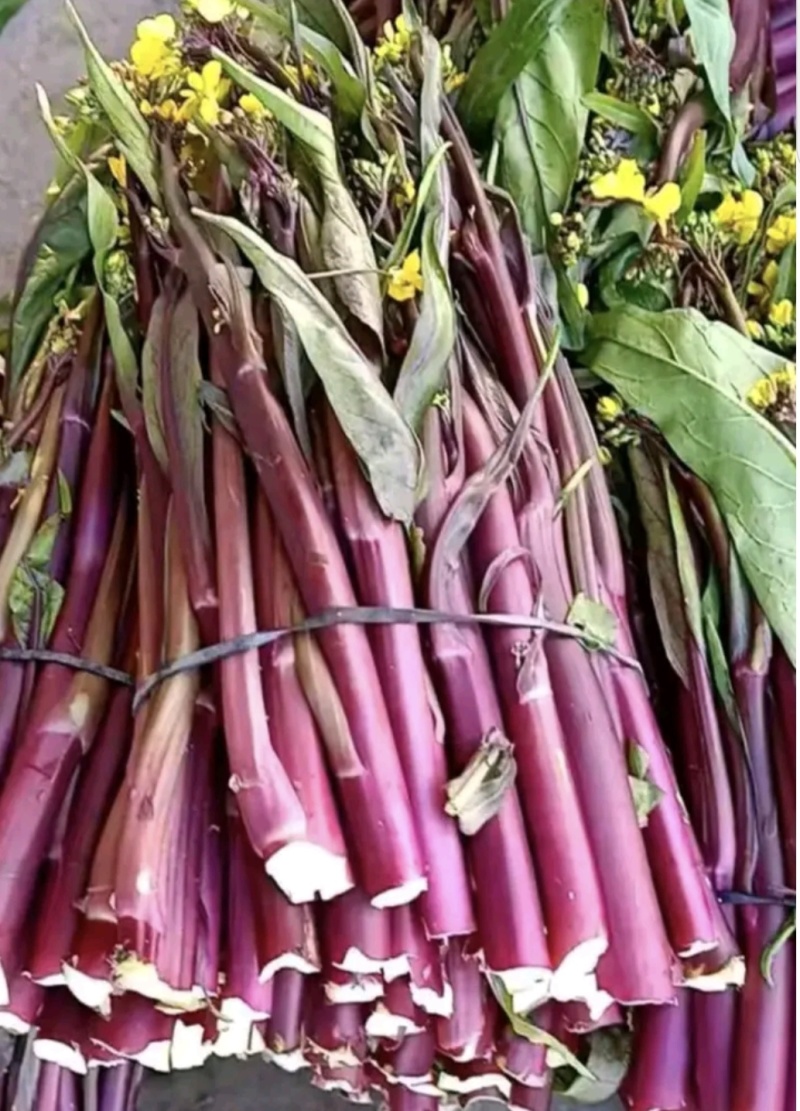 湖北红菜苔白菜苔产地货源充足稳定质量保证代发全国