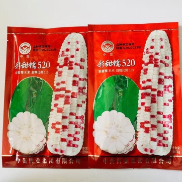 彩甜糯520玉米种子鲜食加甜糯彩糯玉米种籽花糯玉米大棒型