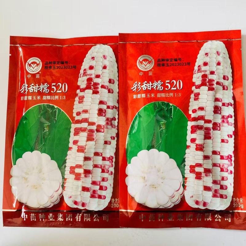 彩甜糯520玉米种子鲜食加甜糯彩糯玉米种籽花糯玉米大棒型