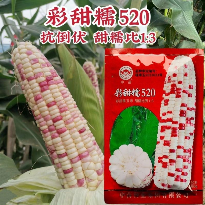 彩甜糯520玉米种子鲜食加甜糯彩糯玉米种籽花糯玉米大棒型