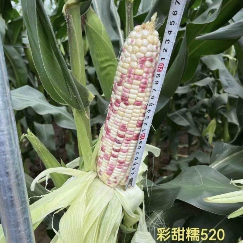 彩甜糯520玉米种子鲜食加甜糯彩糯玉米种籽花糯玉米大棒型