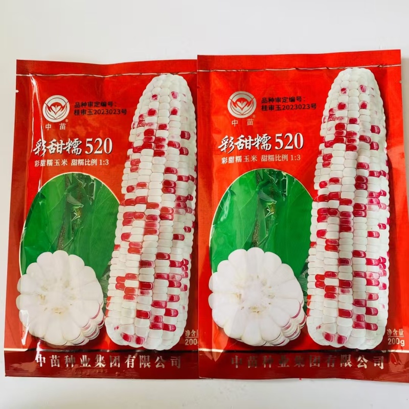 彩甜糯520玉米种子鲜食加甜糯彩糯玉米种籽花糯玉米大棒型