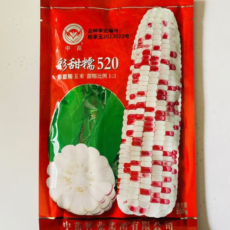 彩甜糯520玉米种子鲜食加甜糯彩糯玉米种籽花糯玉米大棒型