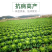 秋绿60白菜毛白菜麻叶青白菜产地看货论价保质保量