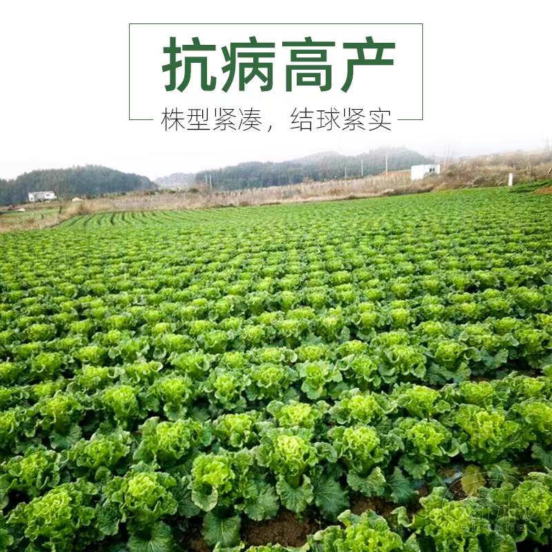 秋绿60白菜毛白菜麻叶青白菜产地看货论价保质保量