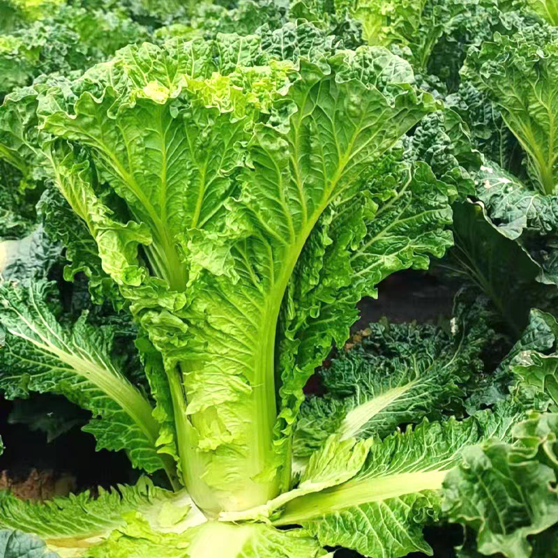 秋绿60白菜毛白菜麻叶青白菜产地看货论价保质保量