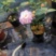茶花，竹节海棠花