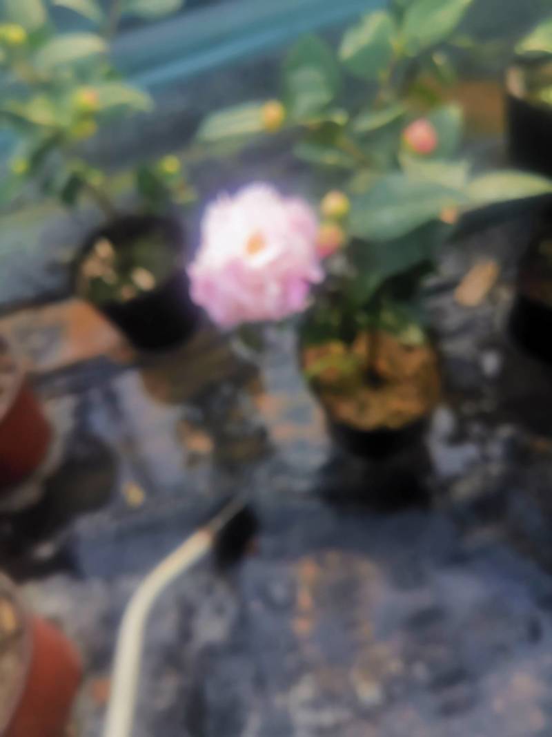 茶花，竹节海棠花