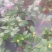 茶花，竹节海棠花