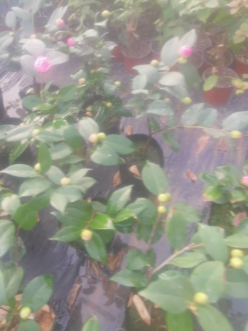 茶花，竹节海棠花