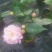茶花，竹节海棠花