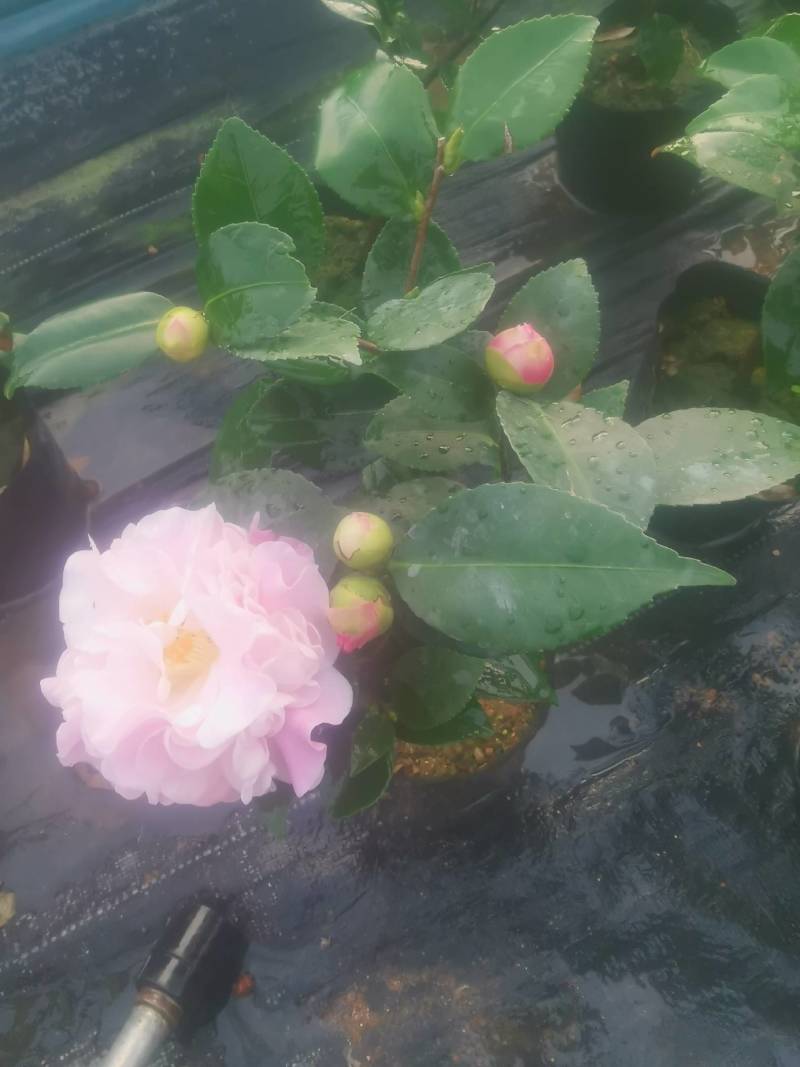 茶花，竹节海棠花