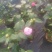 茶花，竹节海棠花